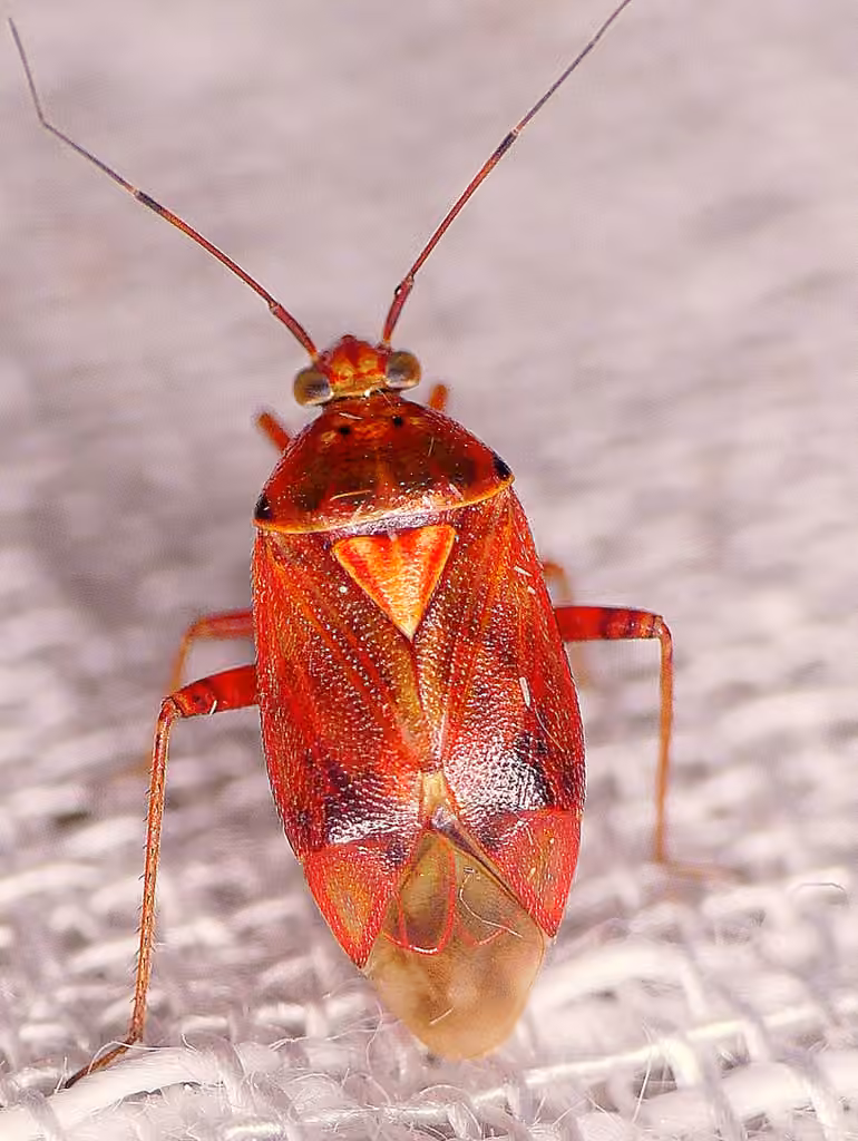 Lygus rubroclarus, Adulte