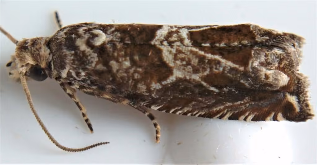 Canadian Sonia Moth, Adult