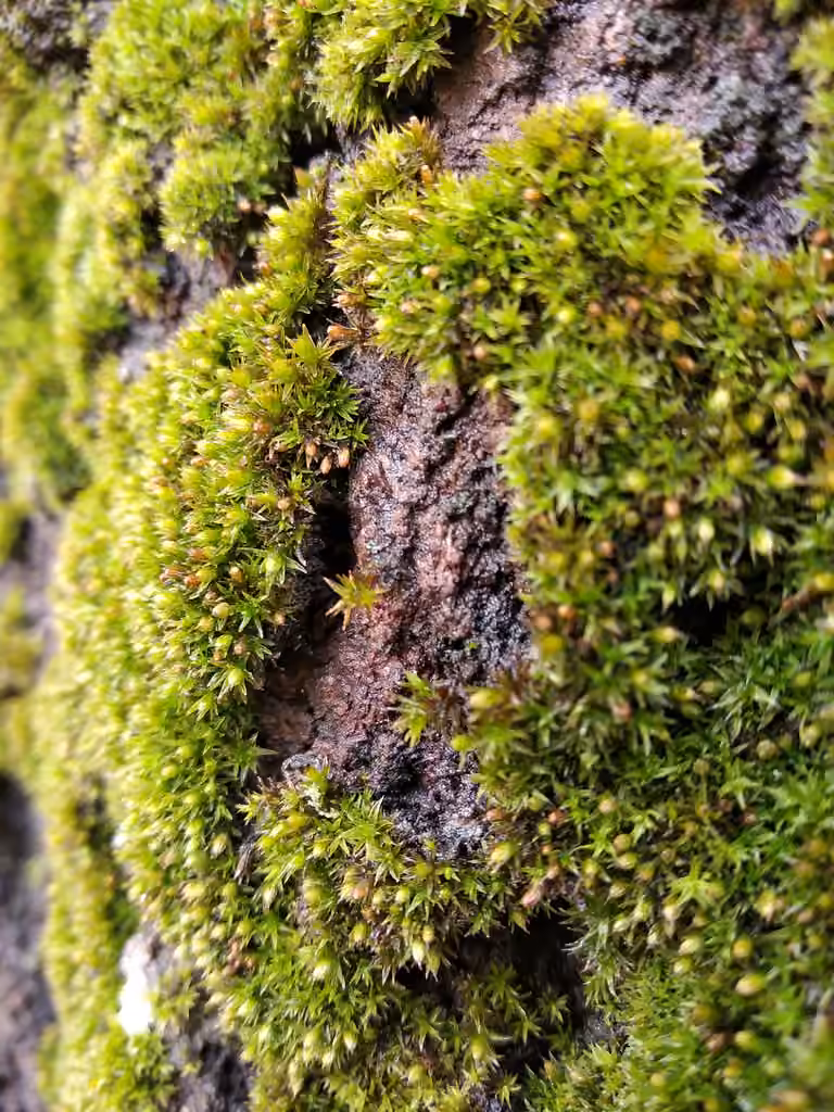 Houppe minuscule, photo 3 sur 5