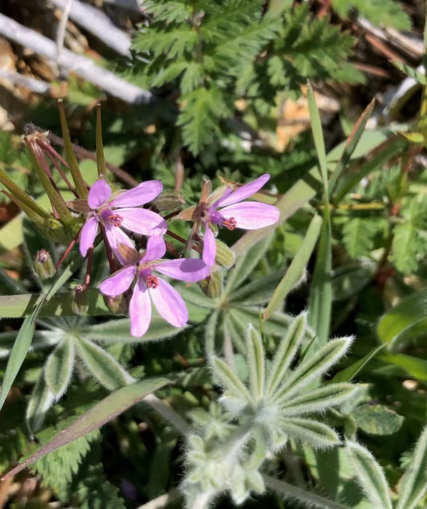 Redstem stork's bill, In fruit