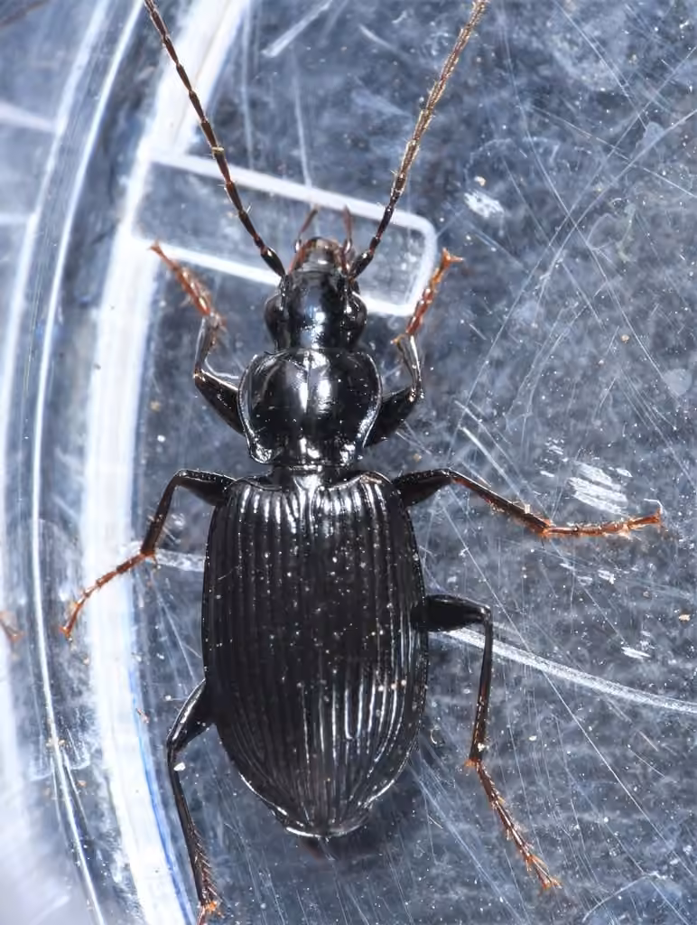 Proper Platynus Beetle, photo 3 of 5