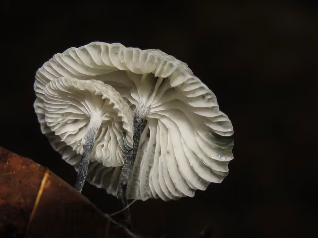 Black-stalked Marasmius, photo 2 of 5