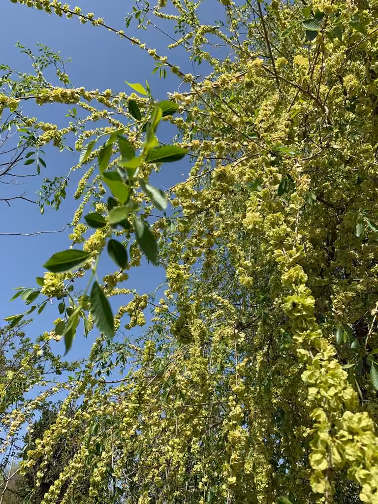 Orme de Sibérie, En fleurs
