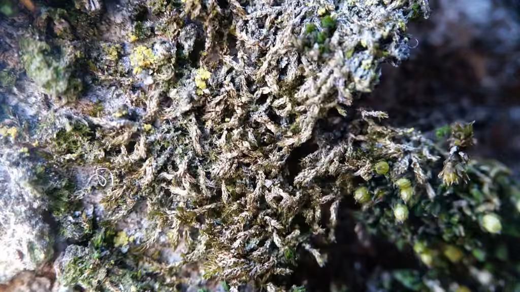 Fougerole rampante, photo 3 sur 5