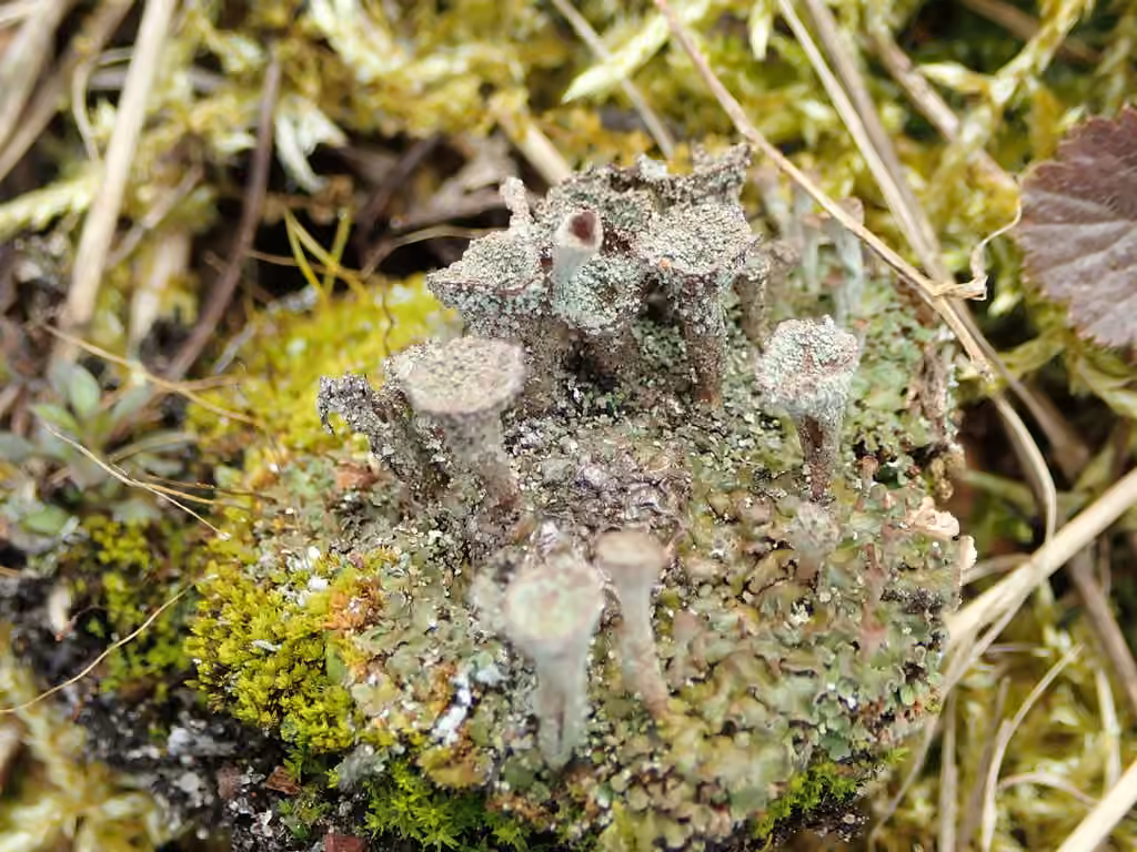 Rosette Pixie-cup Lichen, photo 1 of 5