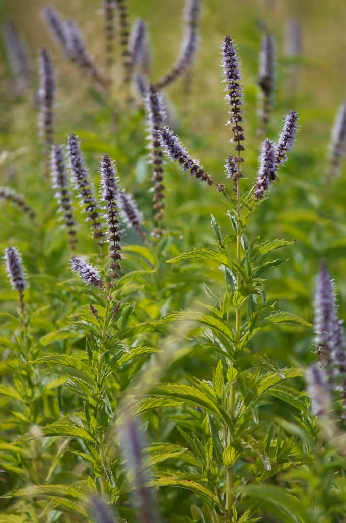 Spearmint, In flower