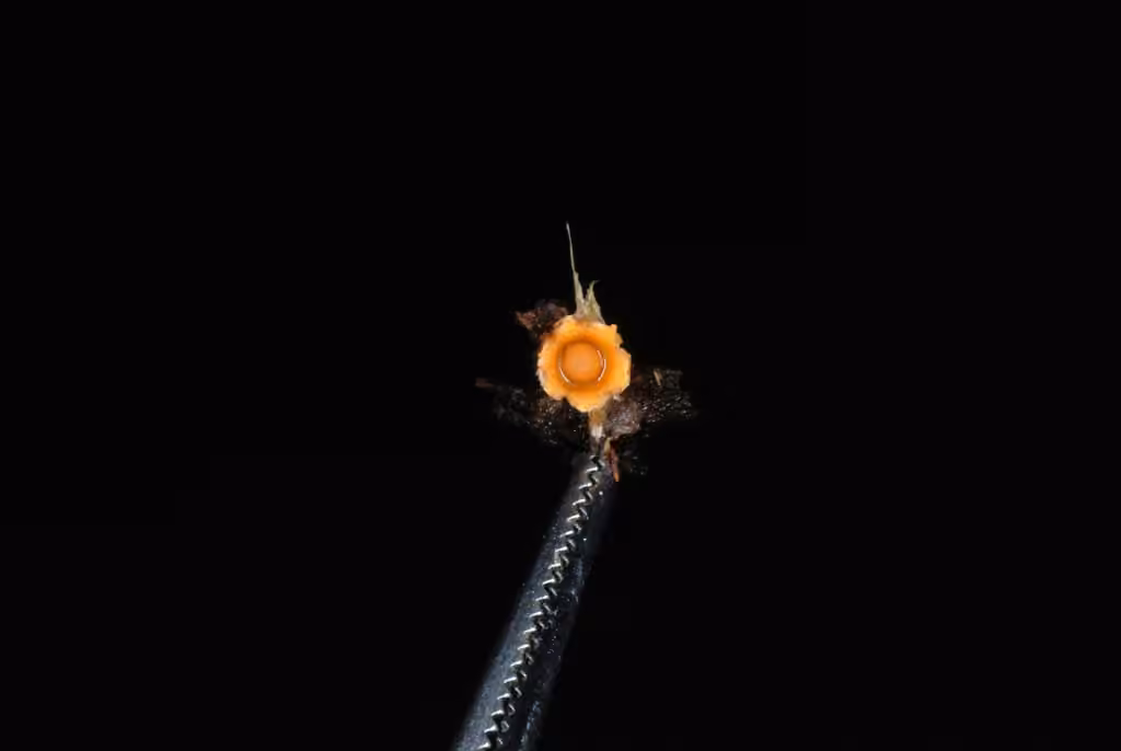 Spherobole en étoile
