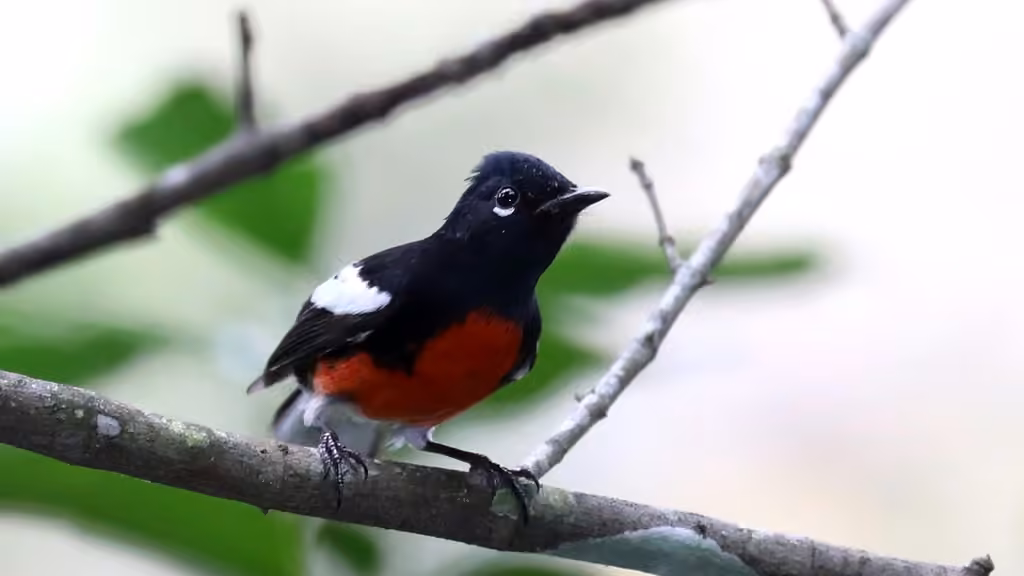 Painted Whitestart, photo 3 of 5