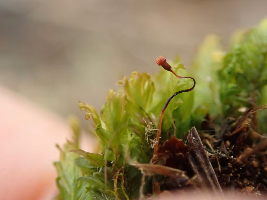 Osmund Fissidens Moss, photo 2 of 5