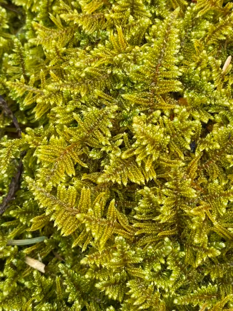 Hypne appliquée