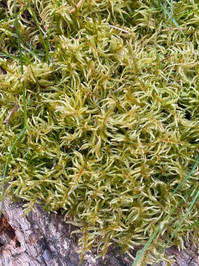 Pleurozie dorée, photo 3 sur 5
