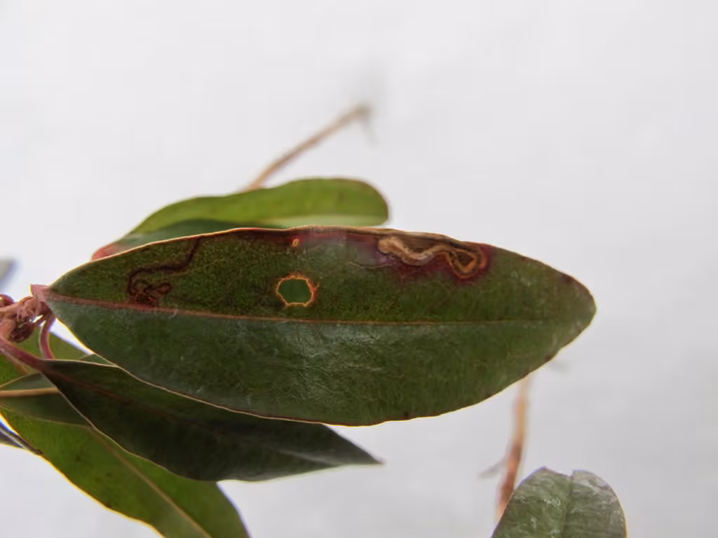 Stigmella corylifoliella, Chenille