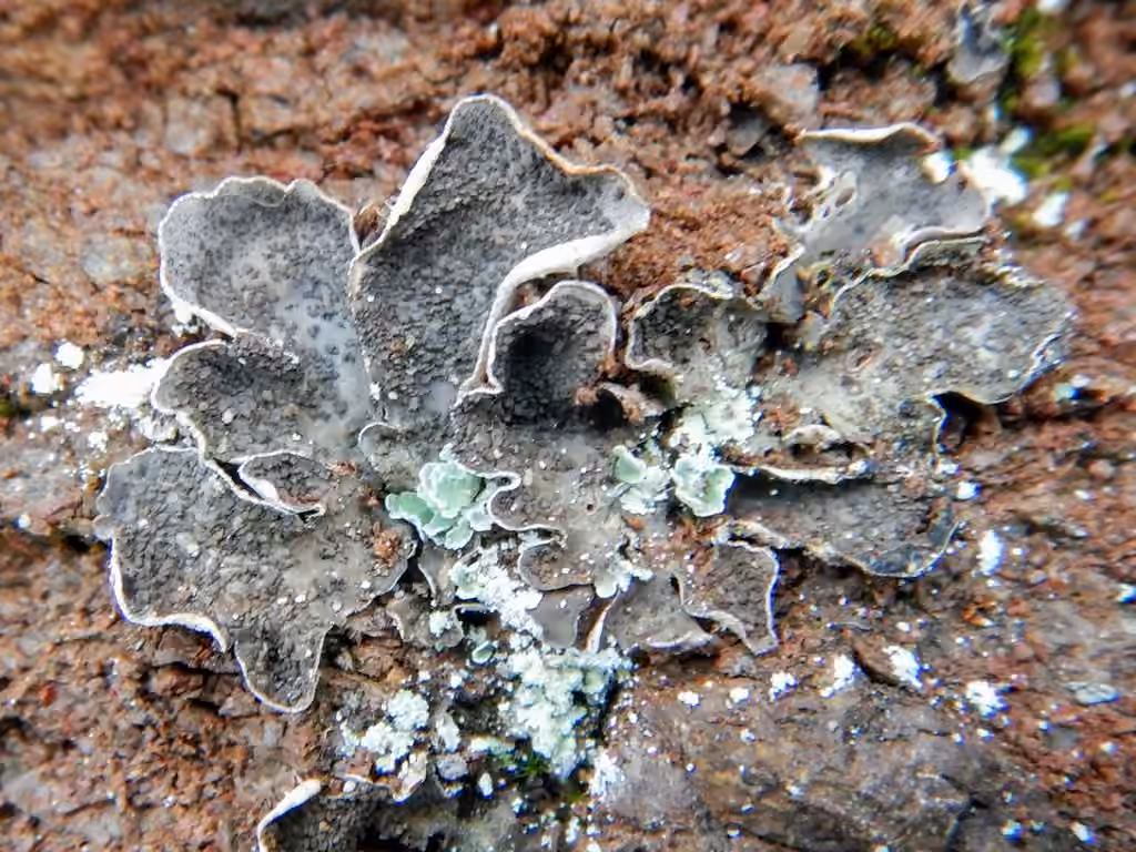 Peltigère écailleuse, photo 1 sur 5