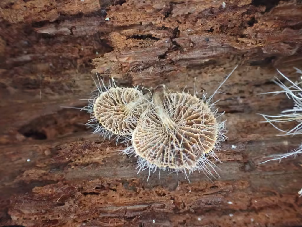 Tilachlidium brachiatum, photo 2 sur 5