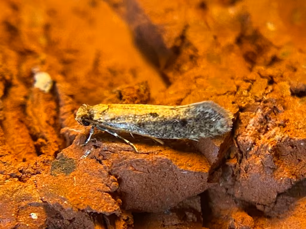Niditinea orleansella, Adult