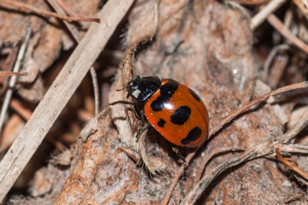 Coccinelle à bandes transverses, photo 1 sur 5