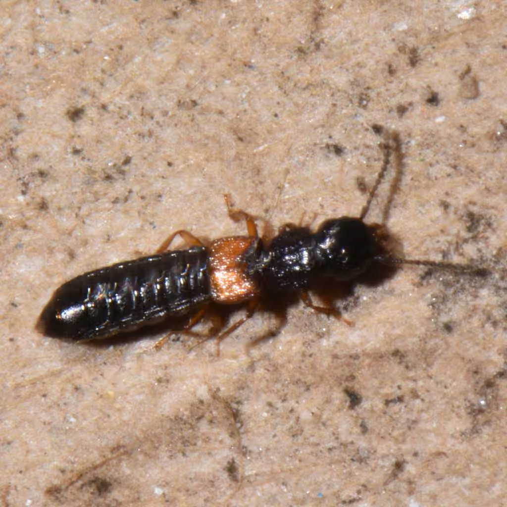 Oxytèle de l'Est, photo 2 sur 5