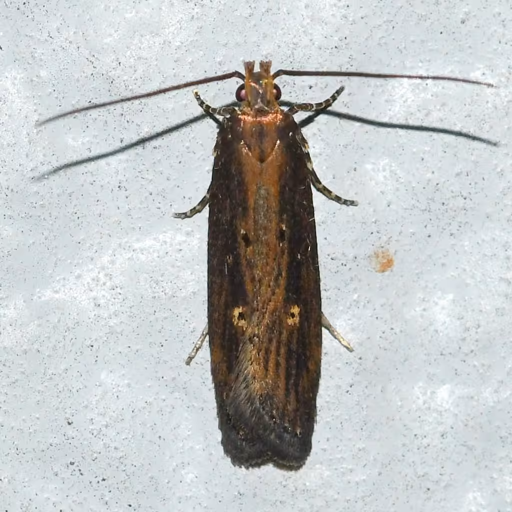 Eye-ringed Chionodes Moth, Adulte