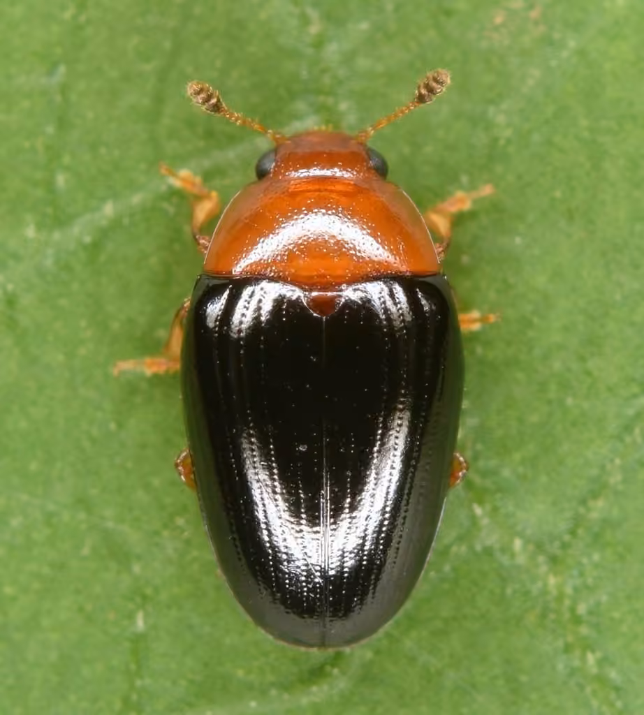Two-spotted Pleasing Fungus Beetle, photo 3 of 5