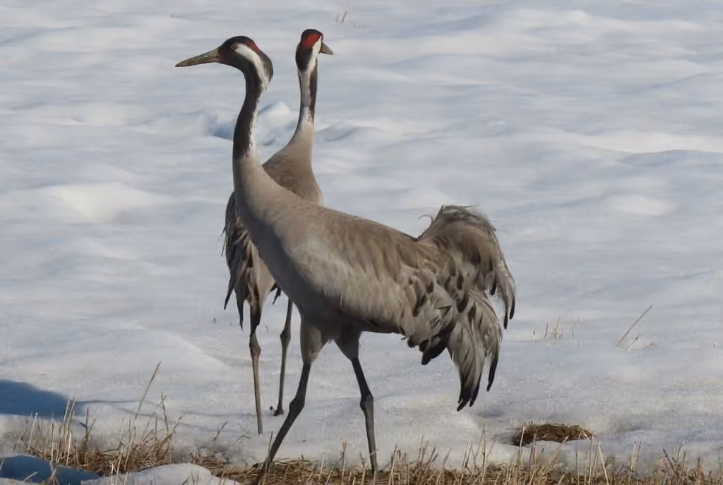 Grue cendrée, photo 3 sur 5