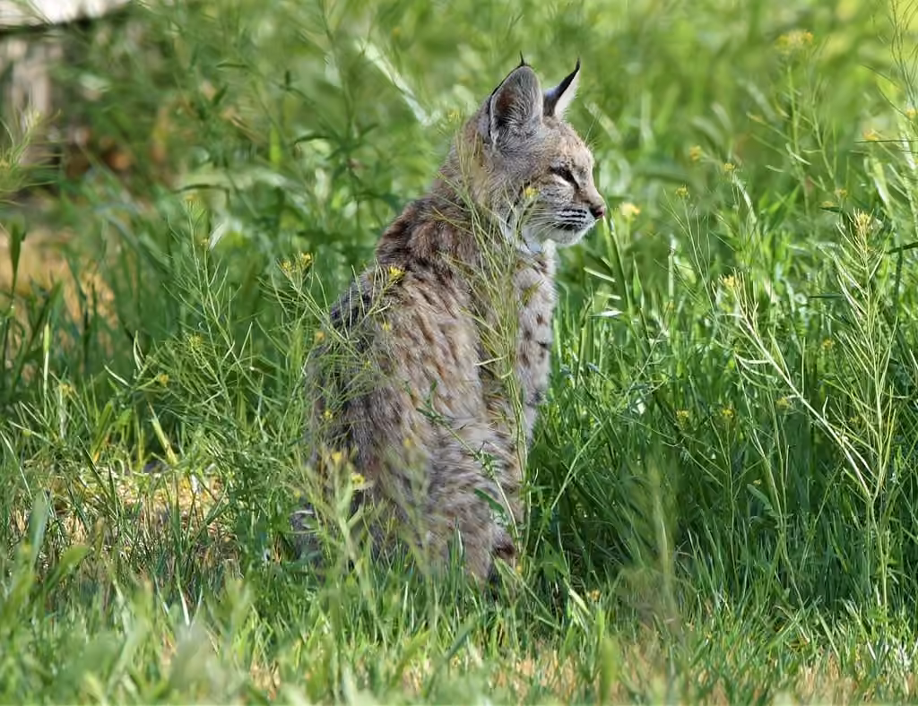 Lynx roux, Juvénile