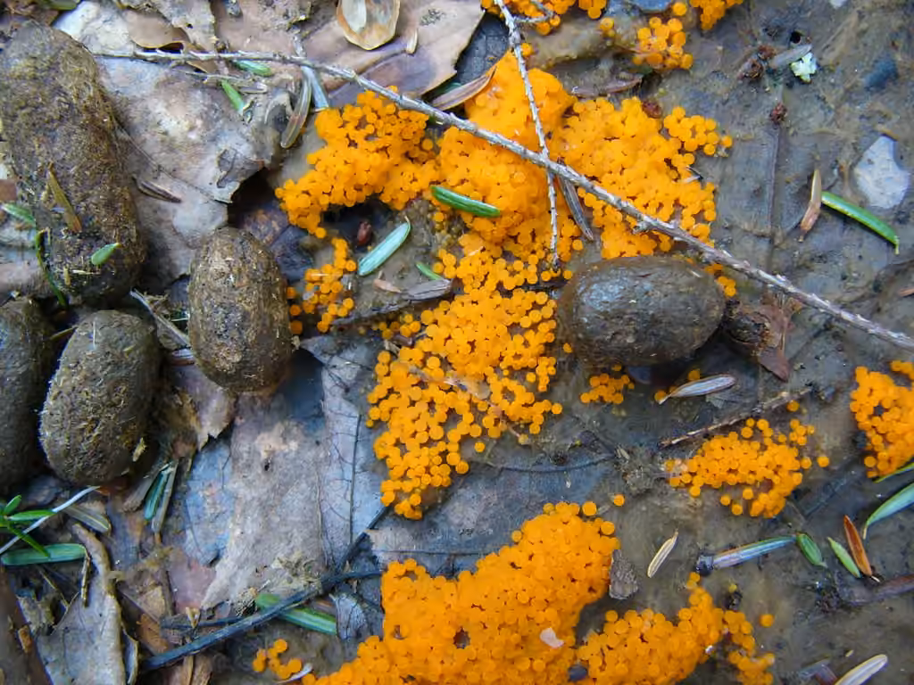 Pézize terrestre, photo 3 sur 5