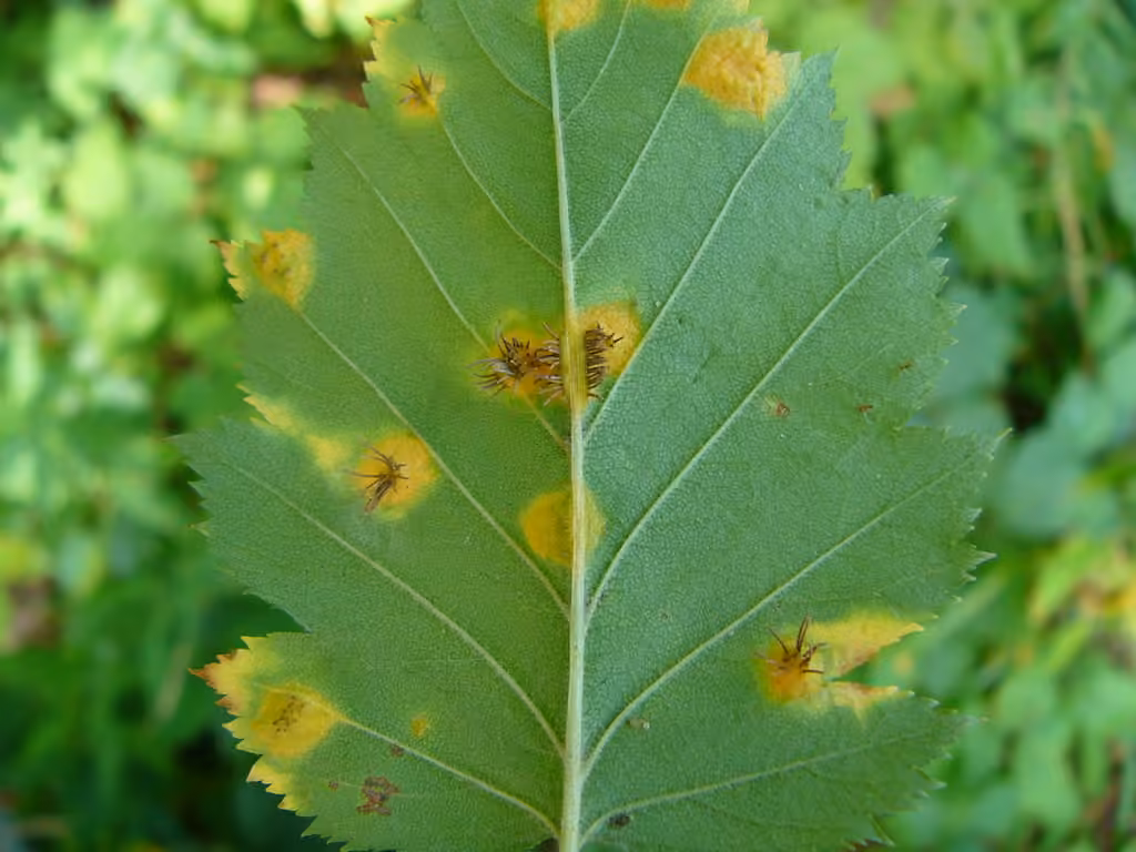 Cedar quince rust, photo 2 sur 5