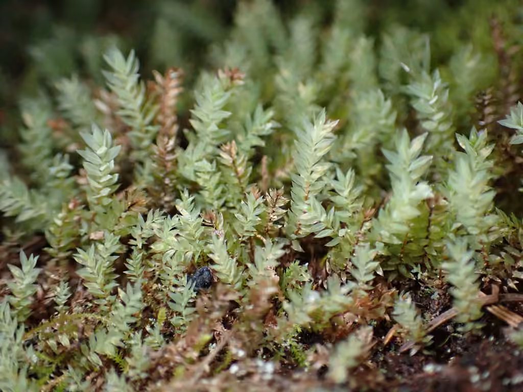 Opal Thread-moss