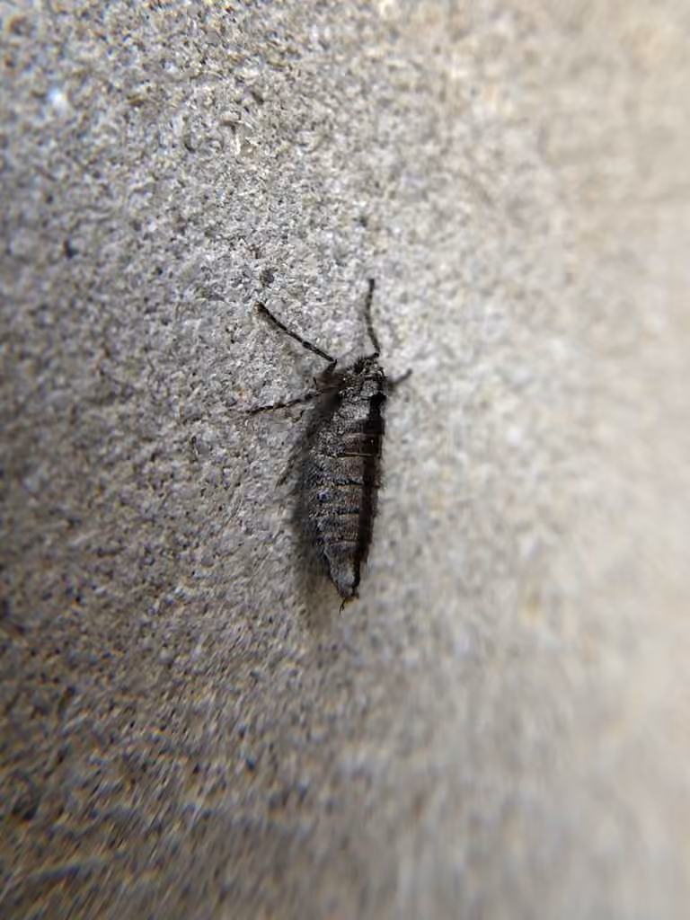 Spring Cankerworm Moth, Female