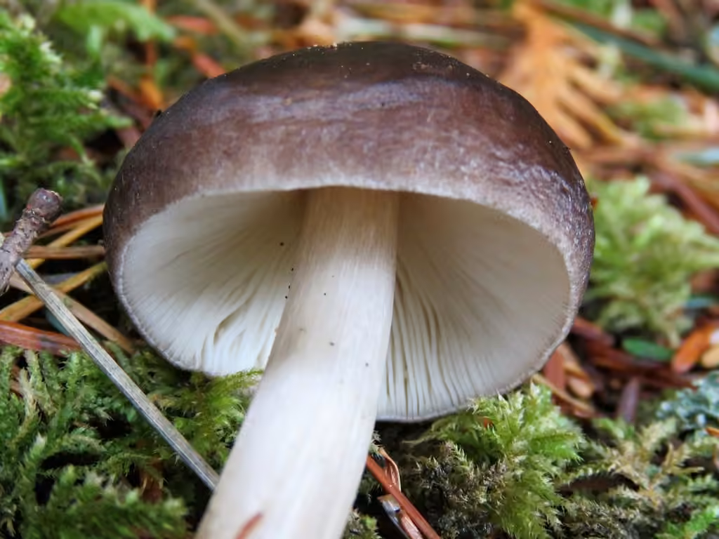 Plutée couleur de cerf