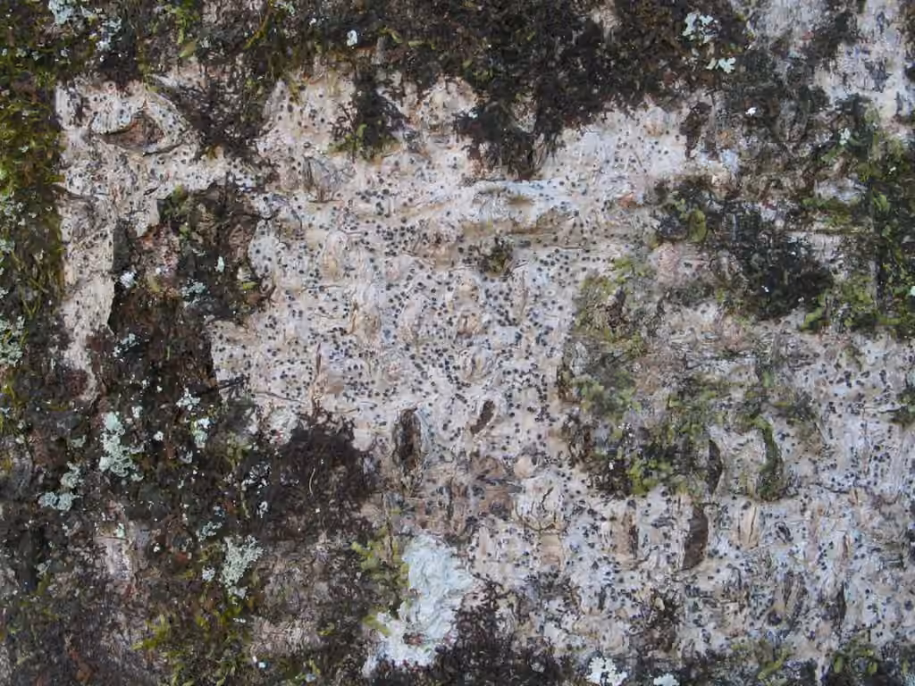 Anisoméride polypore, photo 3 sur 5