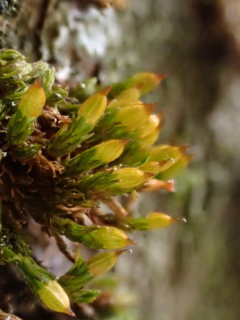 Pale Bristle-moss, photo 2 of 5