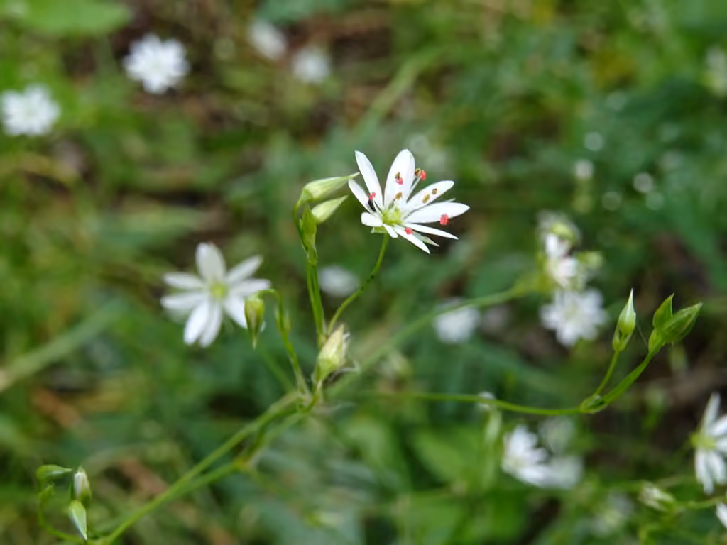 Stellaire à feuilles de graminée, En fleurs