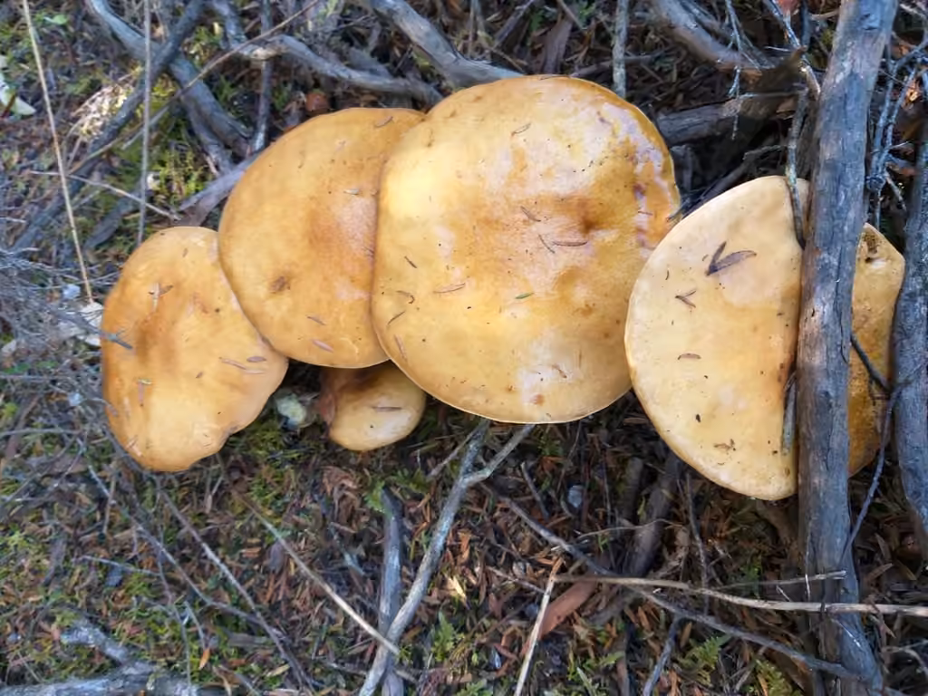 Bolet des bouviers, photo 2 sur 5