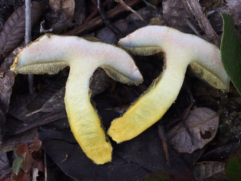 Ravenel's bolete, photo 3 of 5