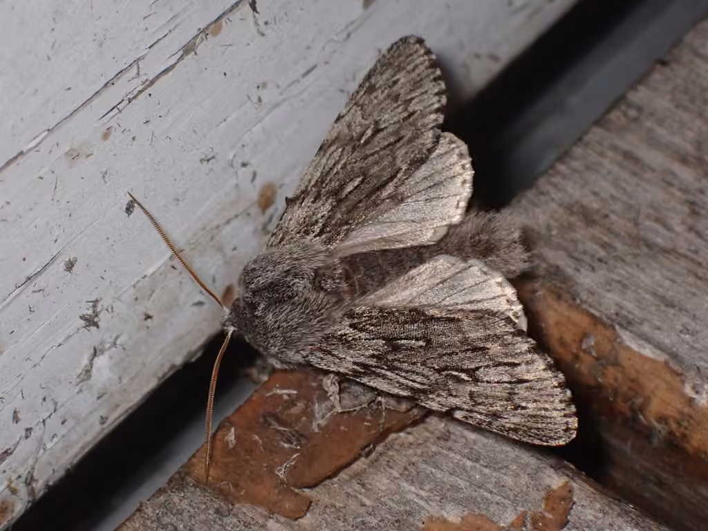 Boreal Fan Moth, Adult