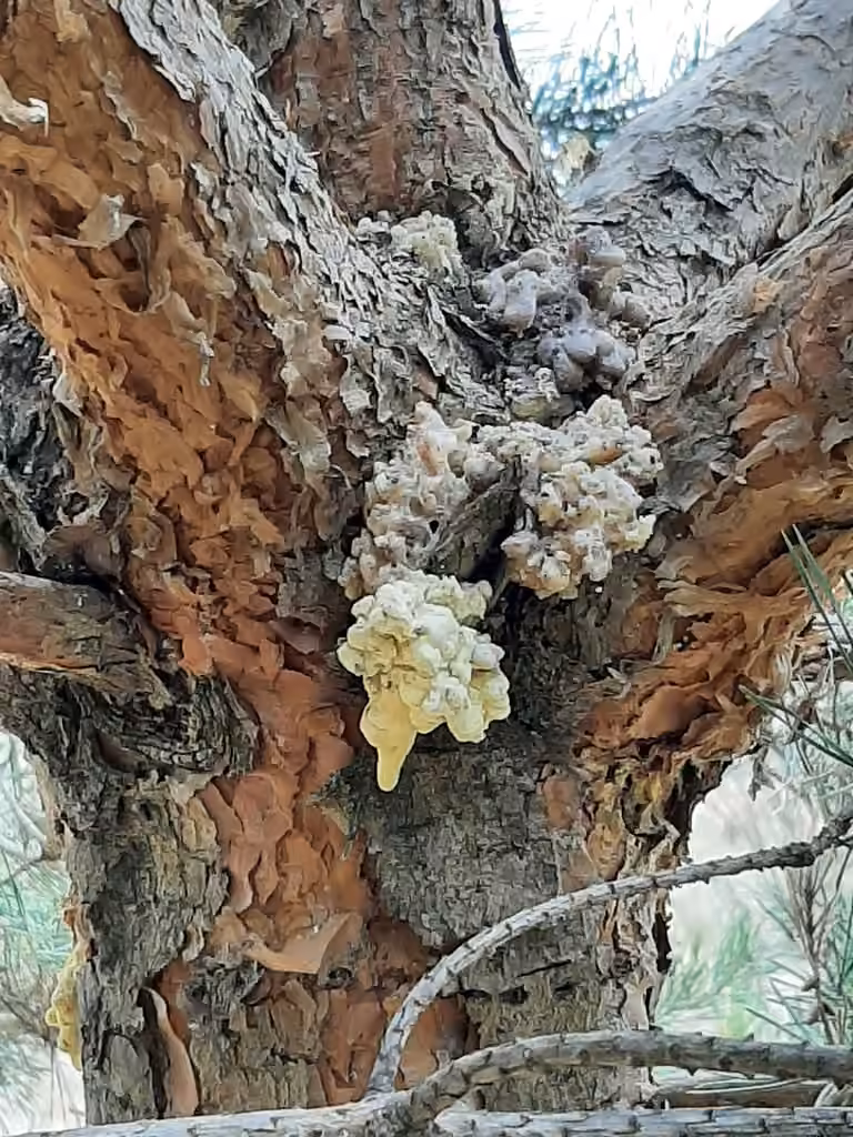 Pitch Mass Borer Moth, Caterpillar