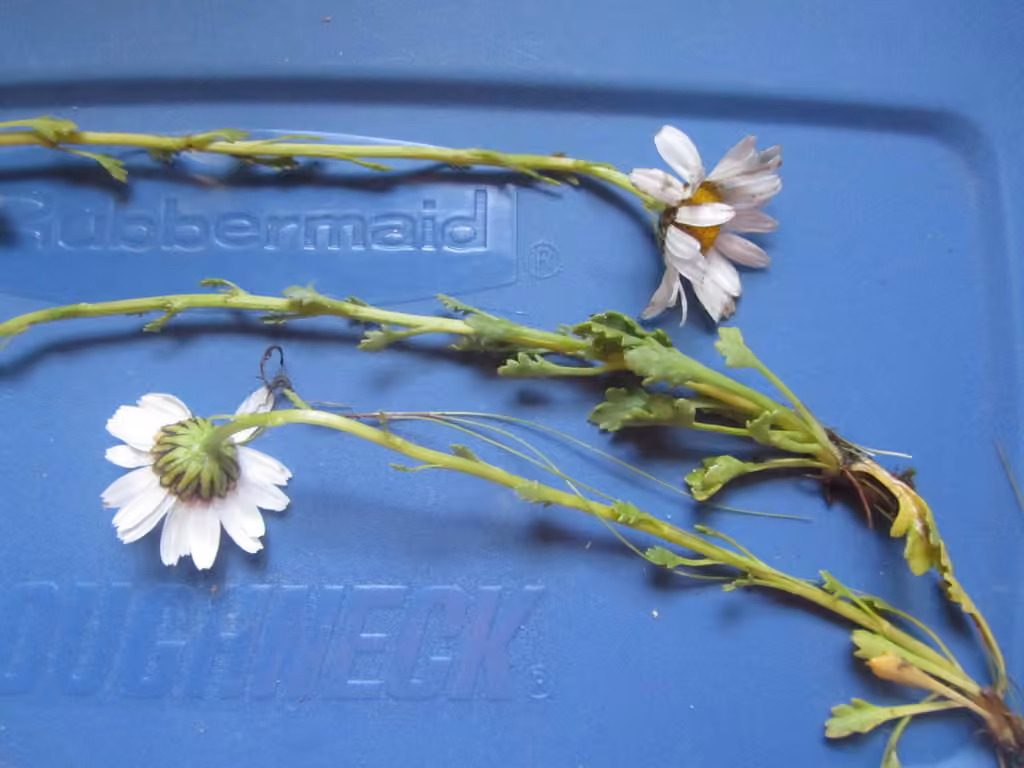 Arctic daisy, In flower
