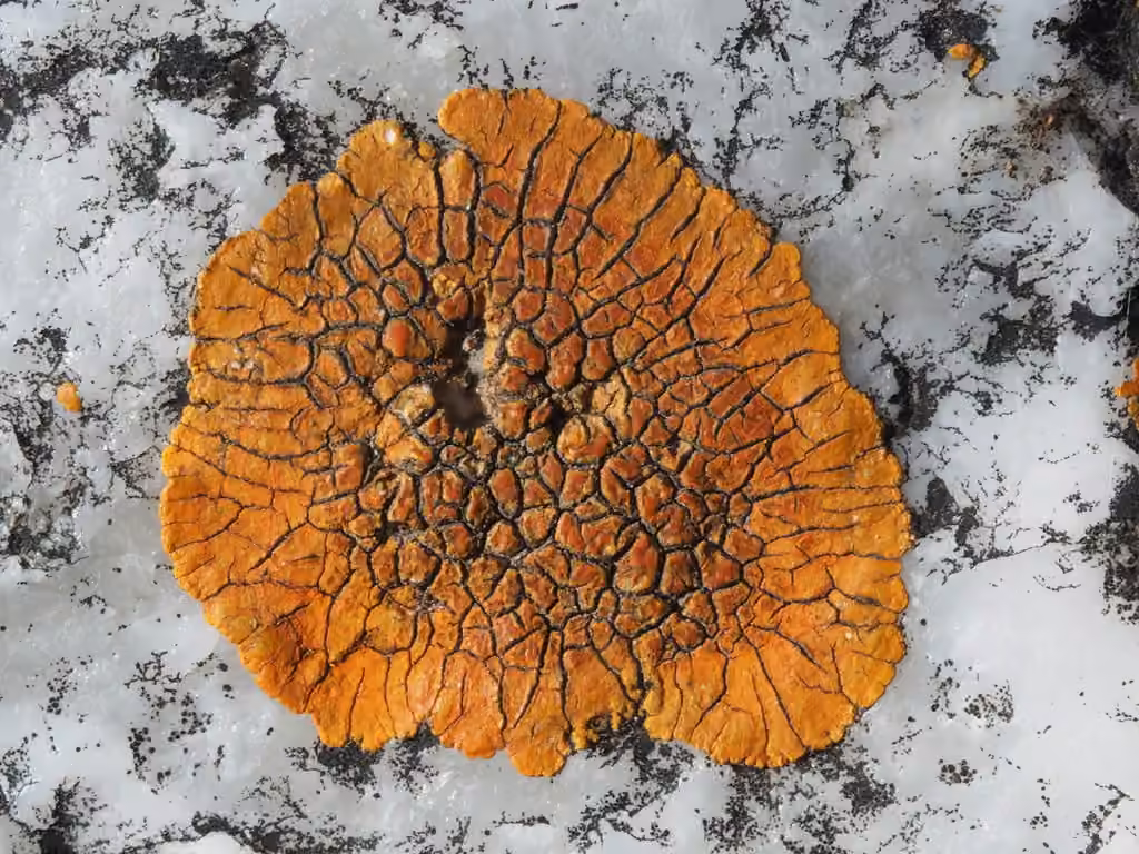 Scarlet firedot lichen, photo 1 of 5