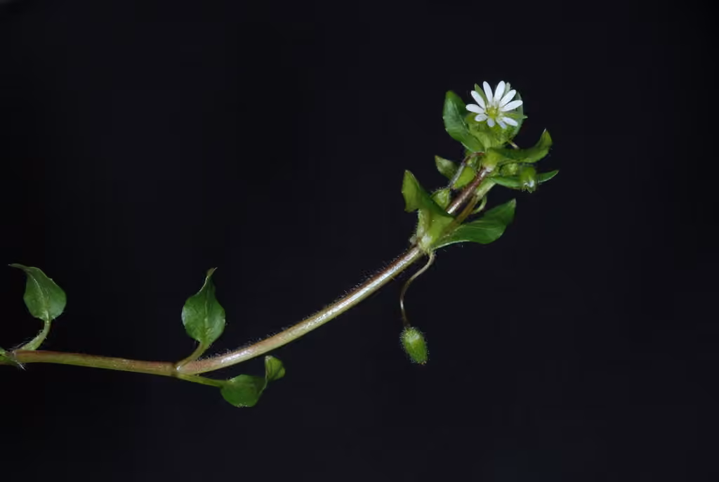 Stellaire moyenne, En fruits