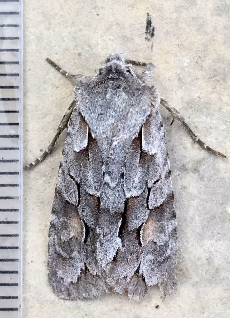 Thaxter's Pinion, Adulte