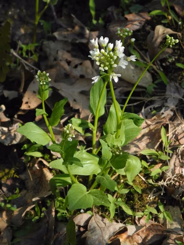 Cardamine bulbeuse, photo 1 sur 5