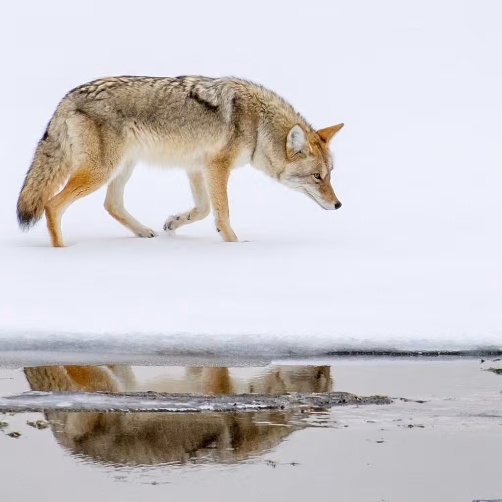 Coyote, photo 1 sur 5