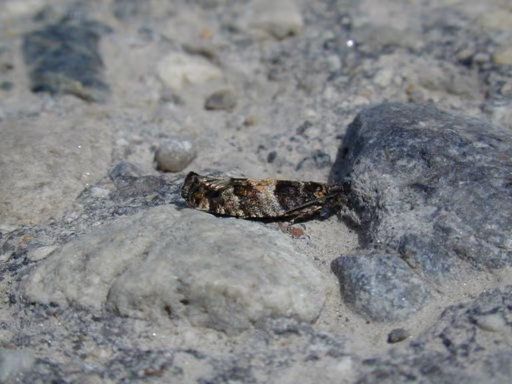 Pseudexentera maracana, Adulte