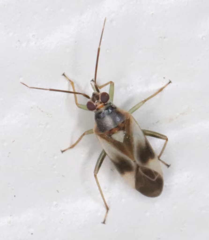 Orthotylus ornatus, Adulte