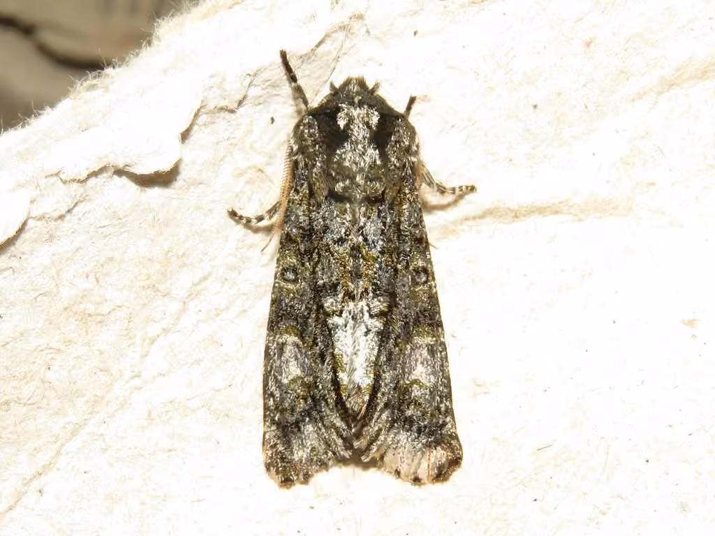 Grote's Sallow, Adult
