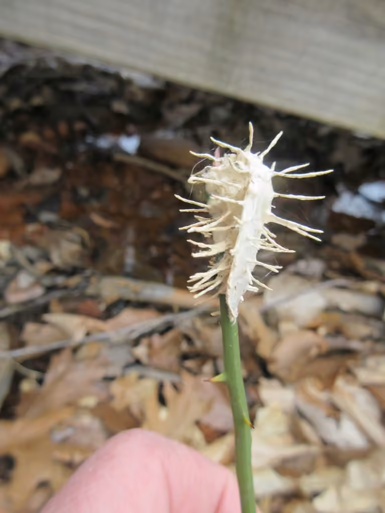 Moth Urchin Fungus, photo 3 sur 5