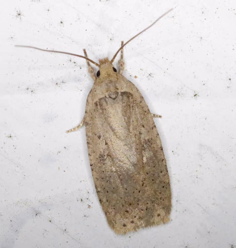 Clay-colored Agonopterix Moth, Adult
