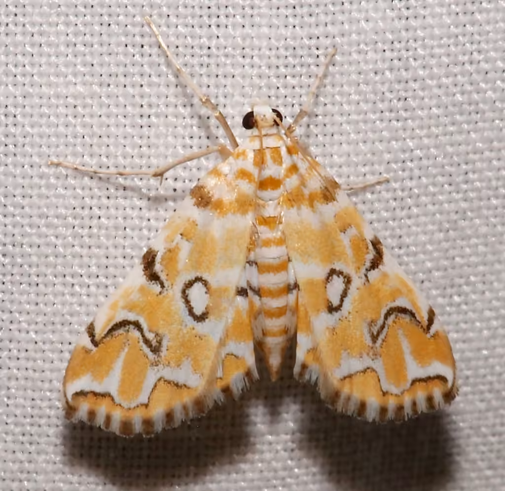 Pondside Crambid Moth