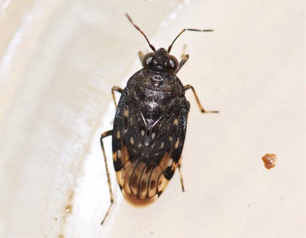 pale shore bug, photo 1 of 5